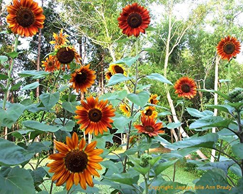 Sunflower Seeds, Autumn Beauty – Dirt Goddess Super Seeds