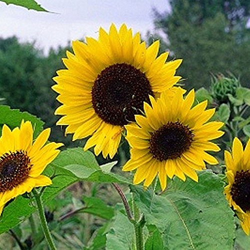 Sunflower Seeds, Dwarf Sunspot – Dirt Goddess Super Seeds