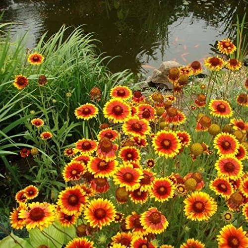 Hotsell Indian Blanket