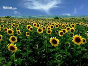 Sunflower Seeds, Mammoth Grey Stripe