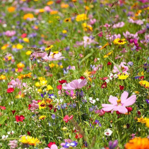 South East Wildflower Seeds