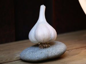 ARMENIAN HARDNECK PLANTING GARLIC