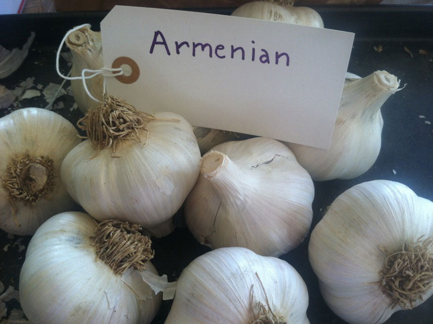 ARMENIAN HARDNECK PLANTING GARLIC